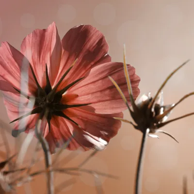 Fototapeta-Roselle-Kwiat-Kosmosu-4096x2731