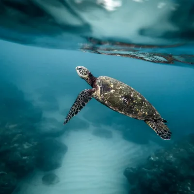 Fototapeta-zolw-Zielony-nad-Rafa-Koralowa-Podwodny-Krajobraz-Oceanu-4096x2731
