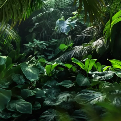 Fototapeta-Tropikalna-Glebia-Emerald-Jungle-mini-master