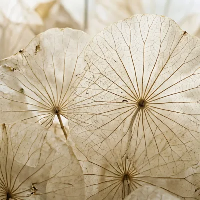 fototapeta-lotosowa-koronka-lotus-veil-bezowa-grafika-botaniczna